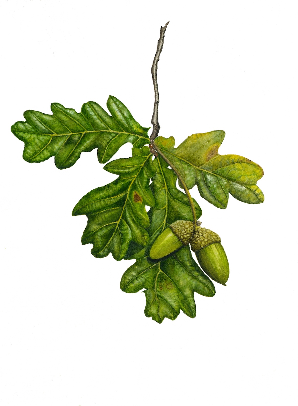Acorns and Oak Leaves in Early Autumn by Cheri Hunston72