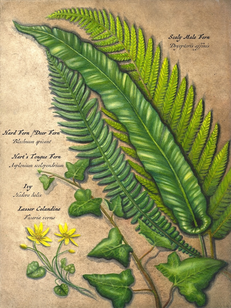 Ferns and Ivy by Cheri Hunston master copy